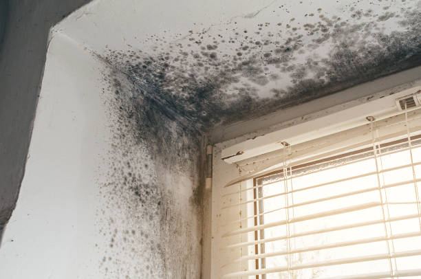Trusted Basement Mold Remediation service in Grand Rapids, MI - Cheap Mold Removal