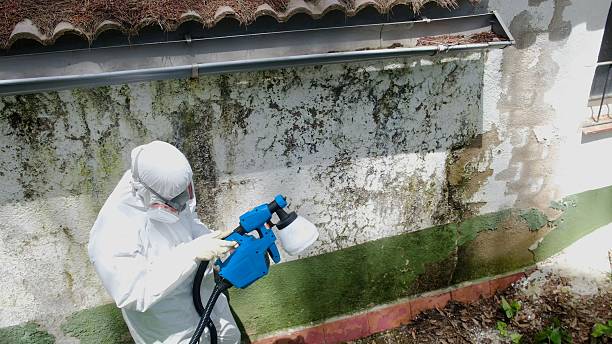 Trusted Mold Testing service in Grand Rapids, MI - Cheap Mold Removal